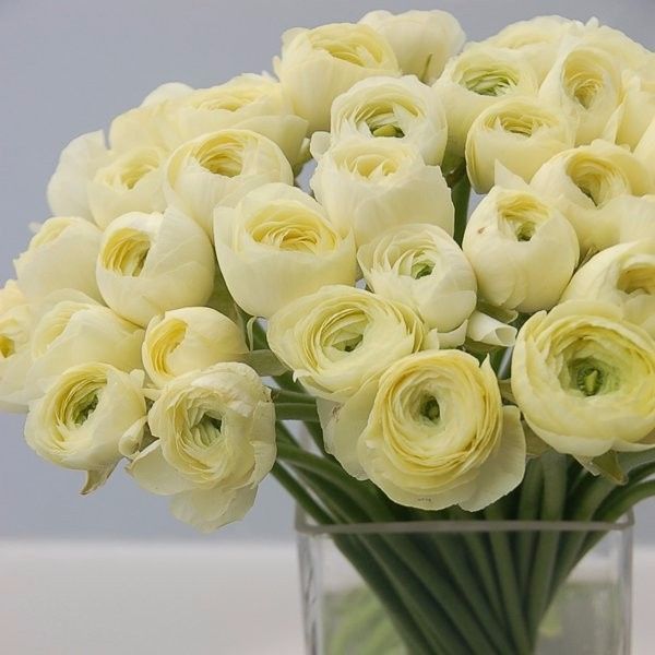 Ranunculus Flowers