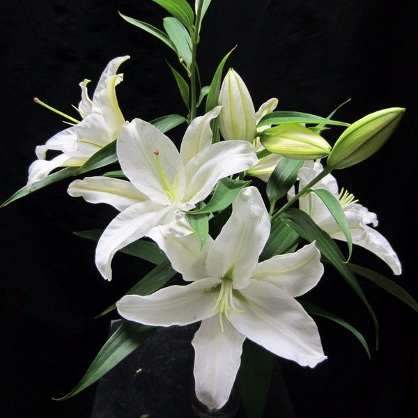 Lillium Flowers