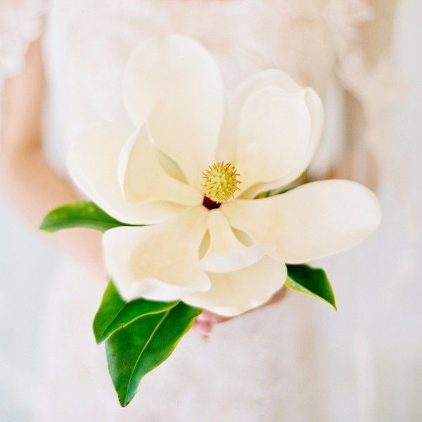 Magnolia Flower