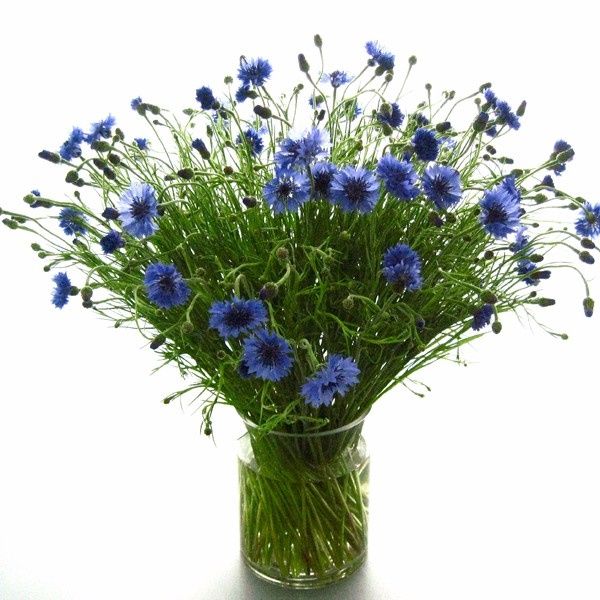 Cornflowers