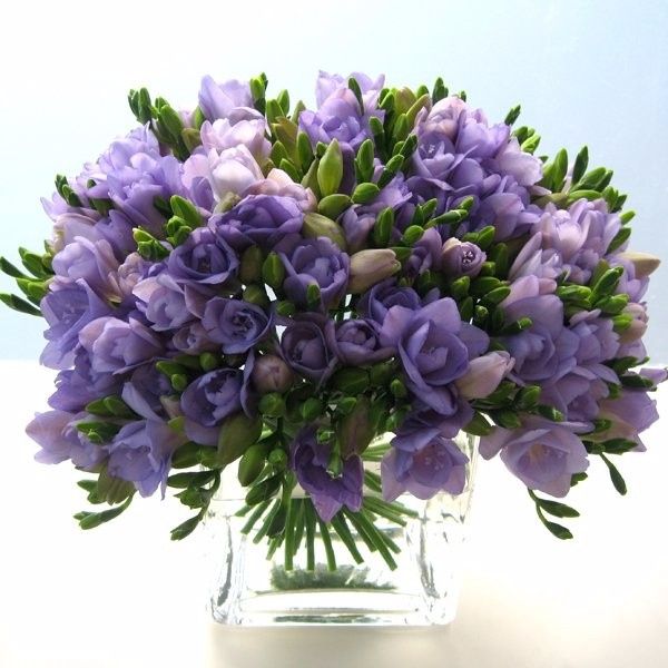 Freesia Flowers