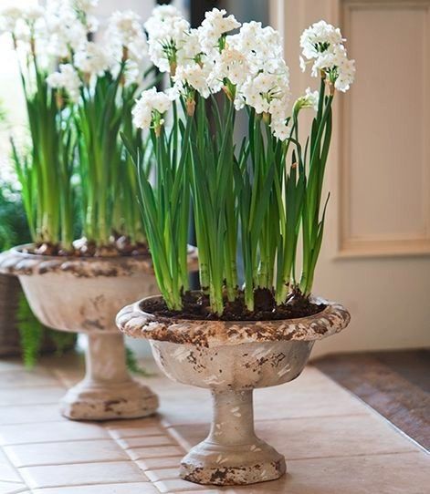 Paperwhites Flowers