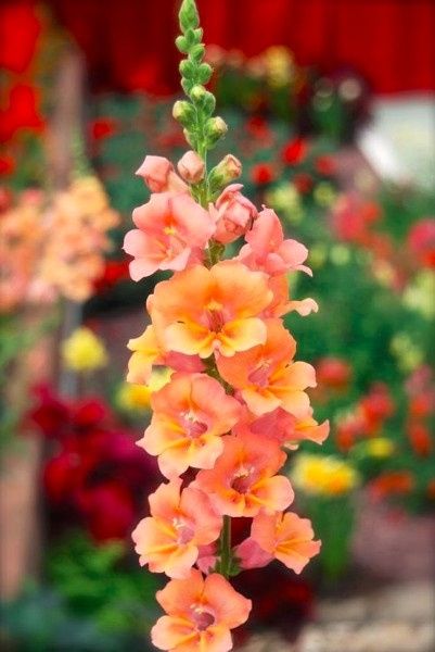 Snapdragon Flowers