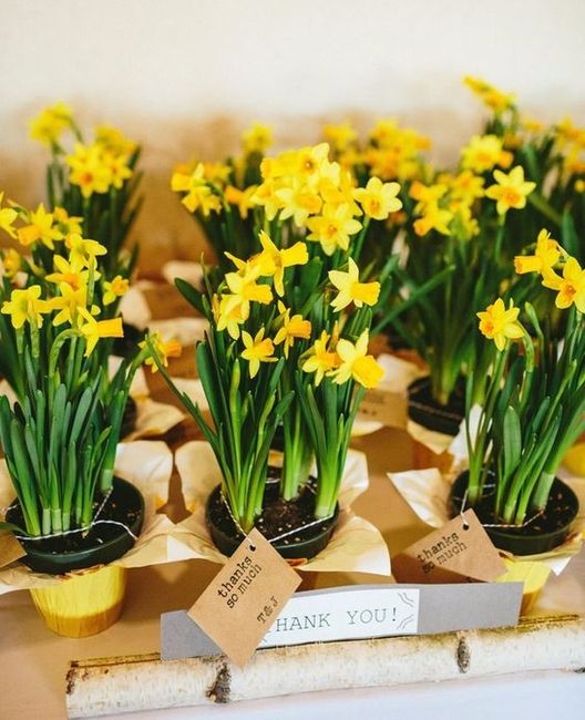 Daffodils