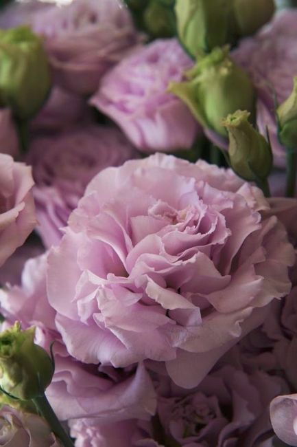 Lisianthus Flowers