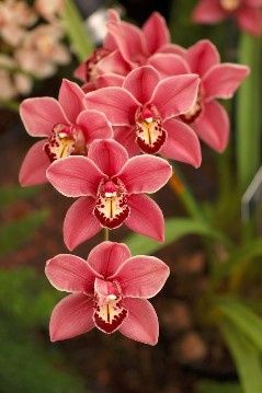 Orchid Cymbidium