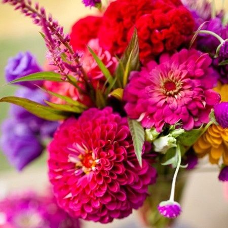 Zinnia Flowers