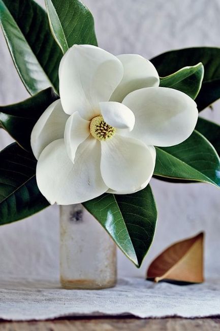 Magnolia Flowers