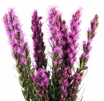 Liatris Flowers