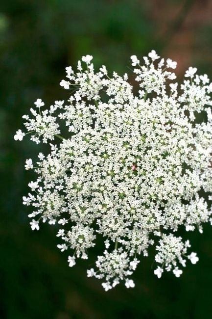 Queen Anne's Lace