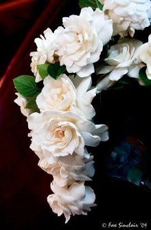 Gardenia Flowers