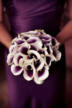 Purple Calla Lilies