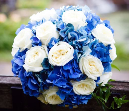 Blue Hydrangeas