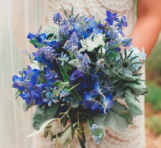 Belladonna delphinium