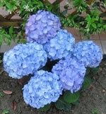 Hydrangea