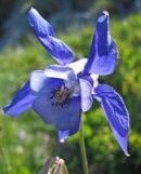 Columbine