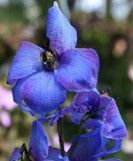 Delphiniums