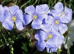 Flax Flower