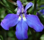 Lobelia