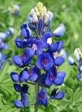 Lupine