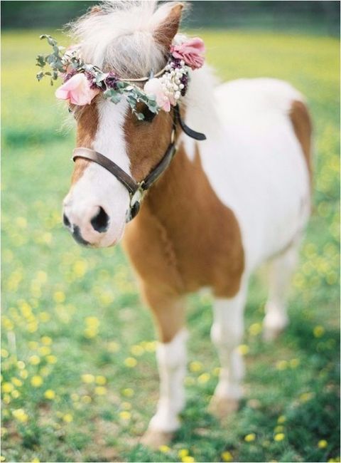 2. Cute poney