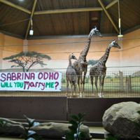 Where did your proposal take place? - 2