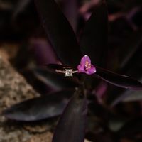 Brides of 2024 - Let's See Your Ring! - 1
