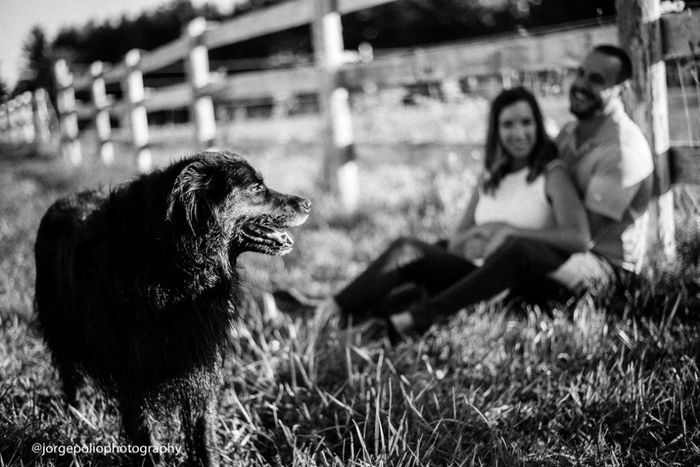 Engagement Shoot with a Dog 5