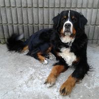Pet inclusion? - 1