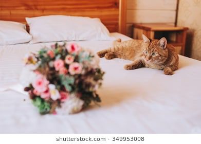Animal Lover Brides! How are you including you pets in your wedding? - 2