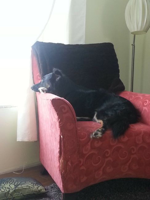Wedding guest: My dog - 1