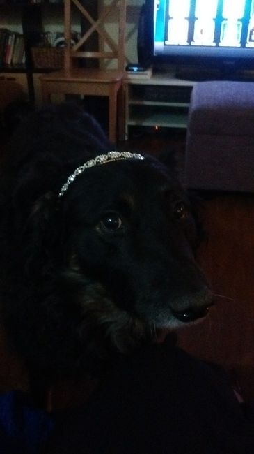 Wedding guest: My dog - 2