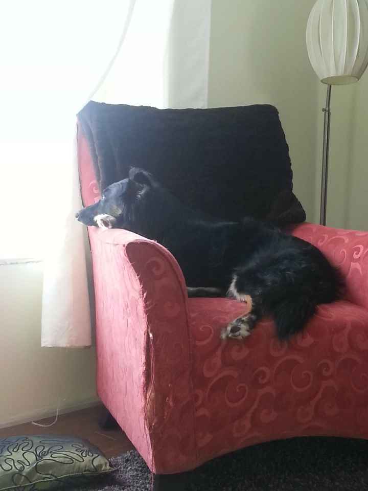 Wedding guest: My dog - 1