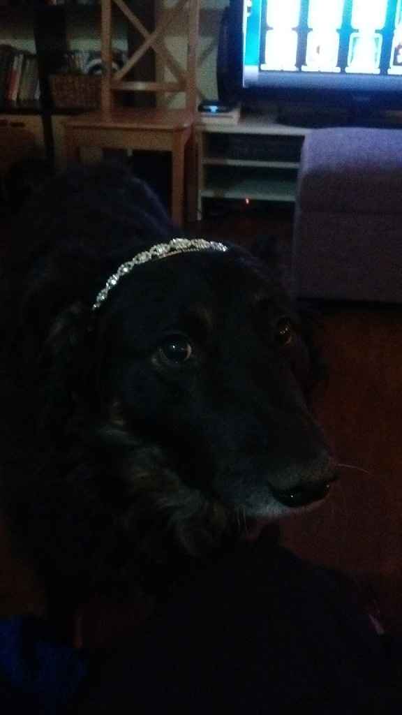 Wedding guest: My dog - 2