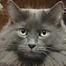 Cameron