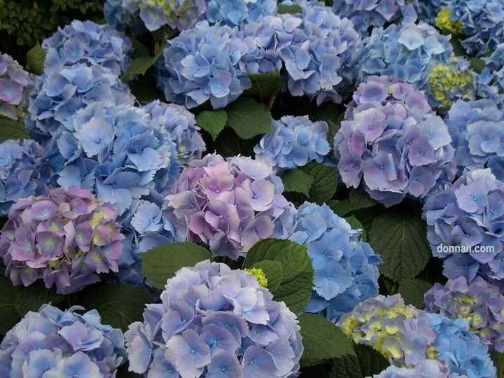 Wedding theme/colours - 1