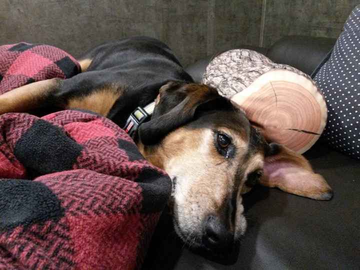 Heidi