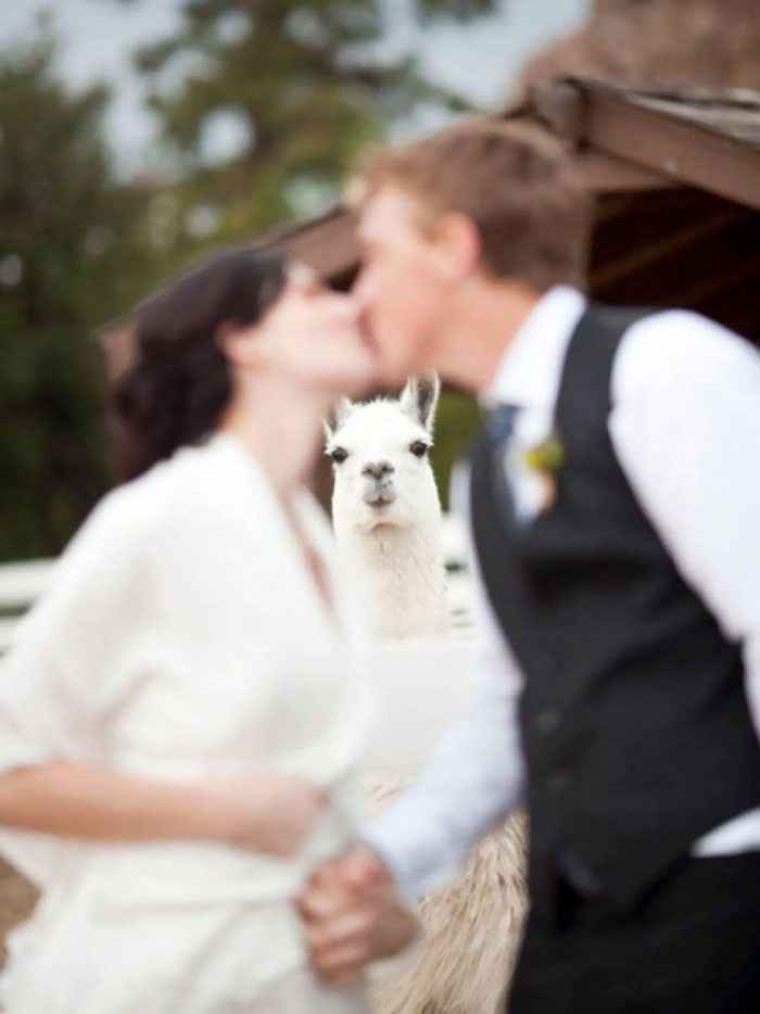 Llama