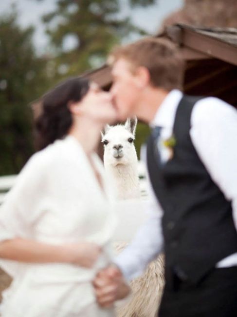 What’s Your Favourite Furry Photobomb? 9