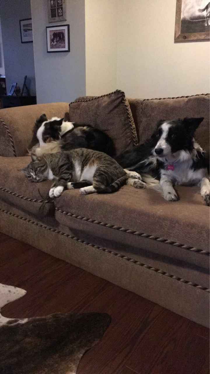 When did you and your SO get a pet together? - 1