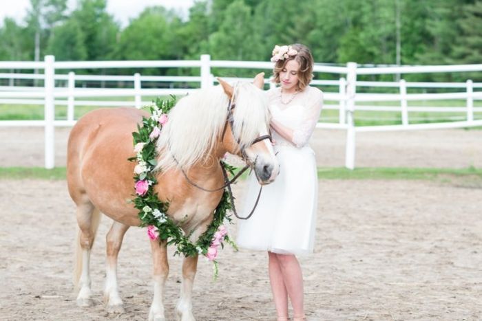 I'm looking for the cutest four legged wedding guests! (share your wedding day pets!) 2