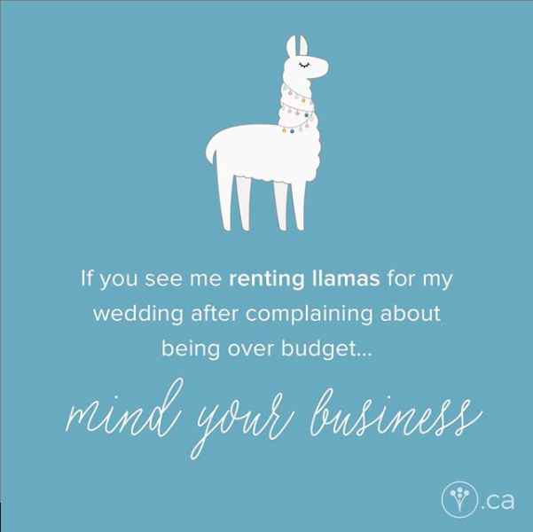 Weddings need llamas!