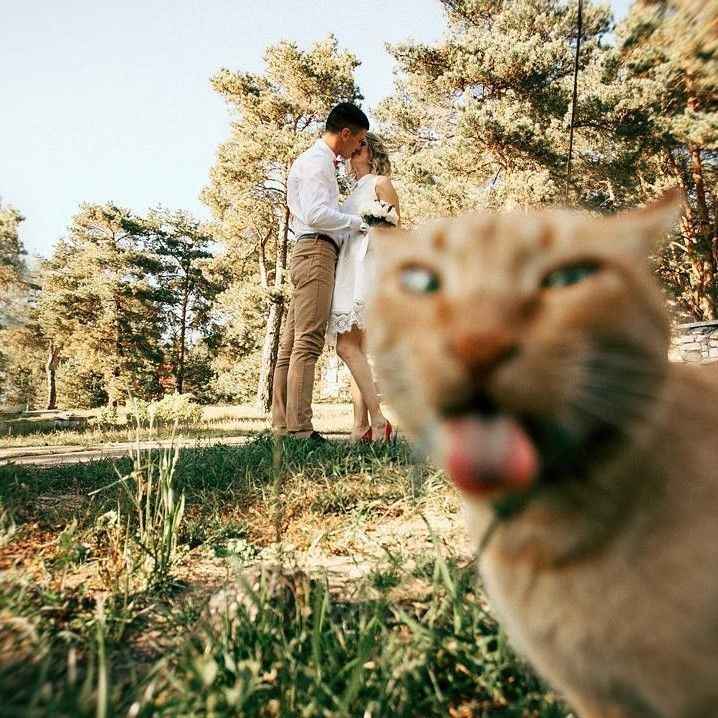 Cat photobombs wedding 