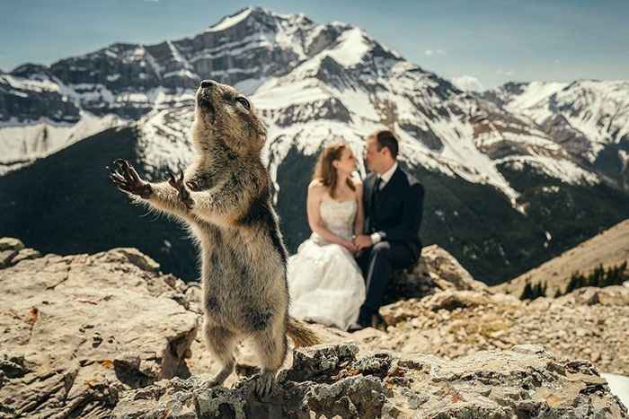 Squirrel photobombs wedding