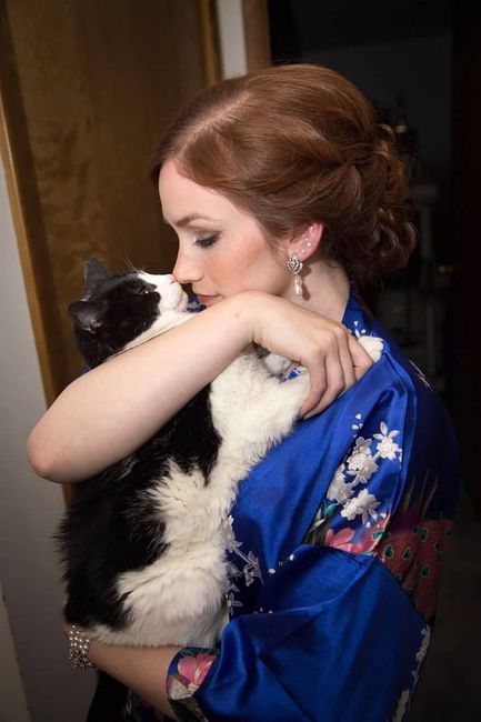 Cats in weddings/engagements 1