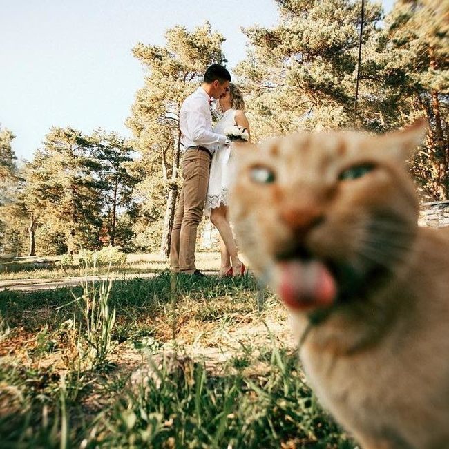What’s Your Favourite Furry Photobomb? 10