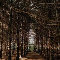 Forest wedding search ! Help! - 1