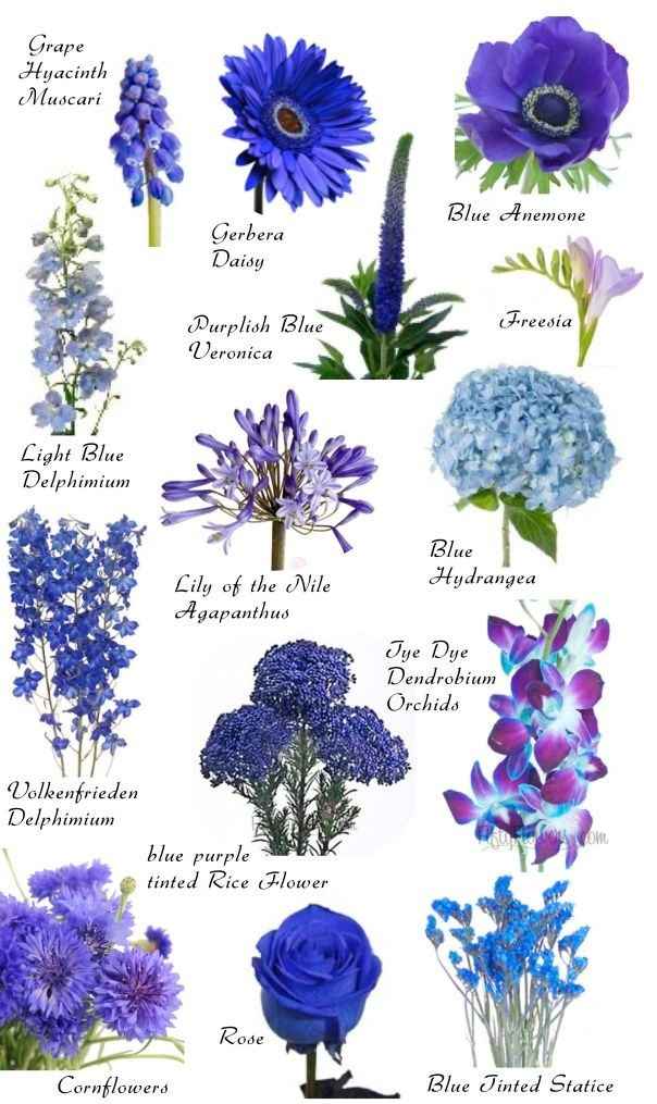 Blue flowers 