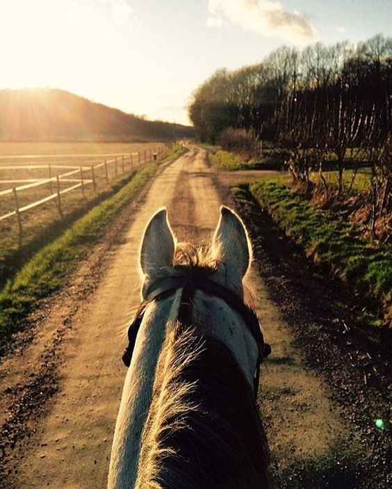 Horse riding 