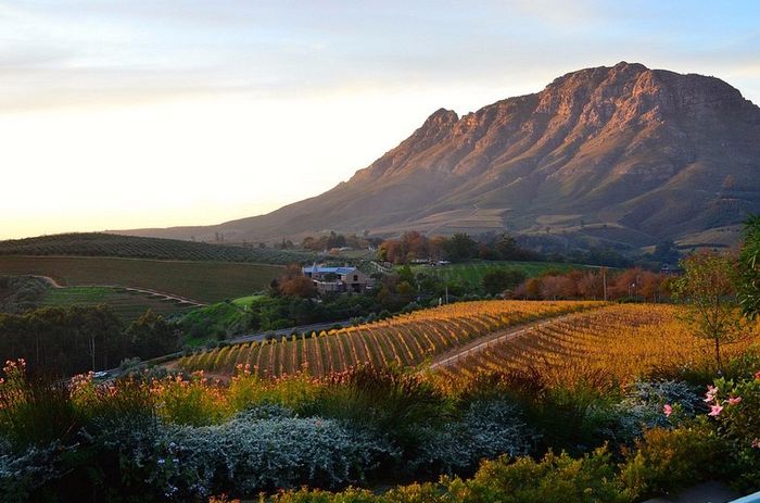 The Cape Winelands